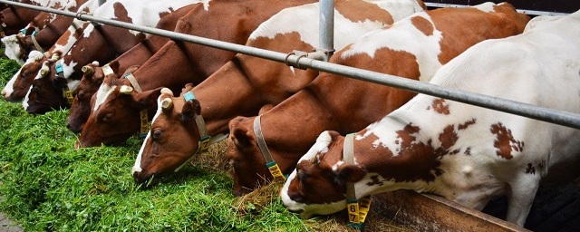 В Подмосковье до конца года построят три молочные фермы